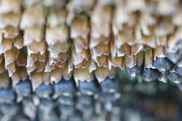 closeup of sunflower