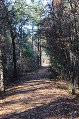 fall trees, path, and shadows