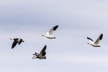 Snow Geese flying