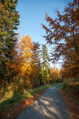autumn colors / a park full of autumn colors, a mountain trip between beautiful colorful trees in the autumn sun
