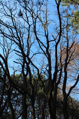 spooky trees on Halloween