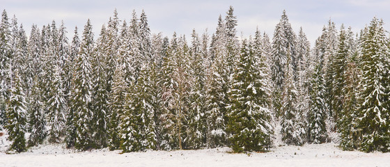 Winter pine forest with trees covered snow