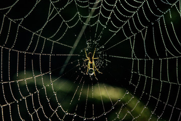 Small spider in center of web covered with fog drops.