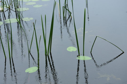 riet en waterlelie en onderwaterplanten in een meer in de buurt van Giethoorn