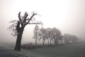 Baumreihe an einem nebligen Herbst- oder Wintermorgen