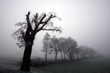 Black & white image of trees on a foggy winter's day