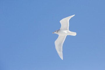 White seagull soars against the blue sky