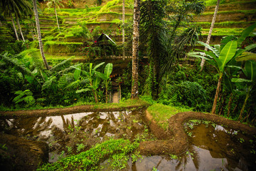 Green rice terraces and houses in Bali island, Indonesia..