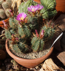 Cactus fiorito Echinocereus knippelianus