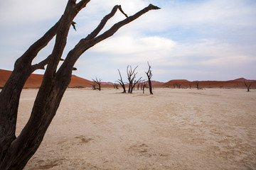 Surrealistic view to Dead Acacias in Dead Valley, Namibia, Africa early at sunrise on a dry ancient lake bottom surrounded with orange dunes