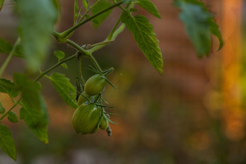 closeup green tomatoes growing in greenhouse blurry background