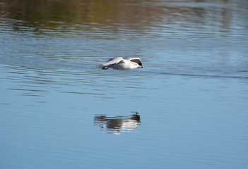 Ringed Bill Seagull 