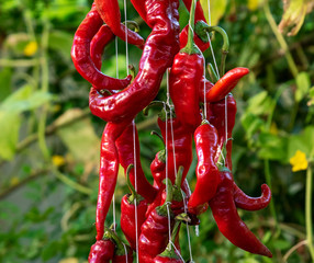 red raw ripe hot chili peppers hanging on a rope