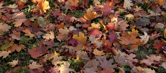 Amazing multicolor background of natural autumn foliage. Colorful background of multicolor leaves with natural light. Majestic bright autumn foliage color background
