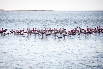 Fototapeta premium Flock of flamingoes in ocean at Walvis Bay, Namibia