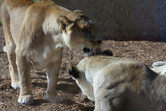 Lions greet with a lick