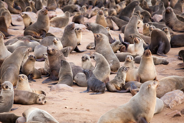 Sea Lions (Seals, Otariinae) with pups at the beach near Cape Cross, Skeleton Coast, Namibia, Africa