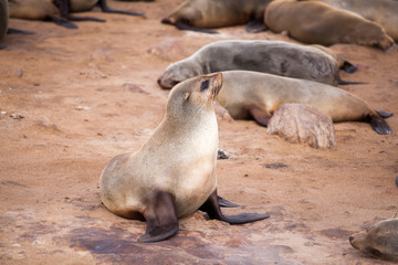 Obraz premium Sea Lions (Seals, Otariinae) with pups at the beach near Cape Cross, Skeleton Coast, Namibia, Africa