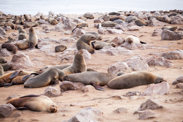 Sea Lions (Seals, Otariinae) with pups at the beach near Cape Cross, Skeleton Coast, Namibia, Africa