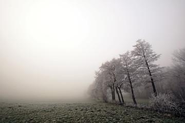 Obraz na płótnie Canvas Winterliche Weide mit Bäumen