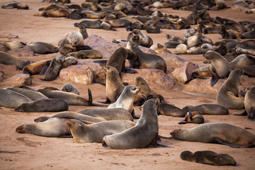 Sea Lions (Seals, Otariinae) with pups at the beach near Cape Cross, Skeleton Coast, Namibia, Africa