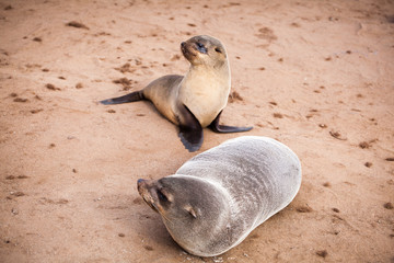 Sea Lions (Seals, Otariinae) with pups at the beach near Cape Cross, Skeleton Coast, Namibia, Africa