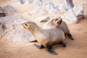 Sea Lions (Seals, Otariinae) with pups at the beach near Cape Cross, Skeleton Coast, Namibia, Africa