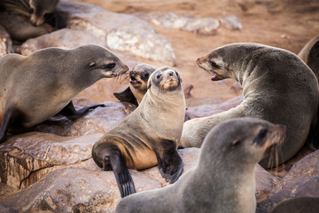 Obraz premium Sea Lions (Seals, Otariinae) with pups at the beach near Cape Cross, Skeleton Coast, Namibia, Africa