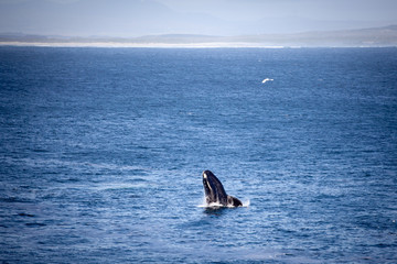 Fototapeta premium Southern right whale (Eubalaena australis) is breaching and jumping at Hermanus Harbour, South Africa