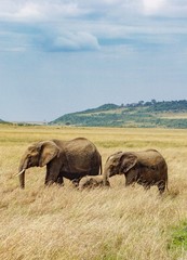 Elephant family. 
