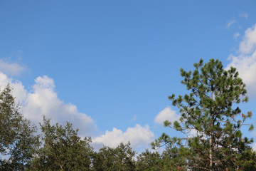 trees and blue sky