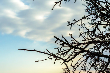 branches of a tree without leaves against a blue sky with clouds