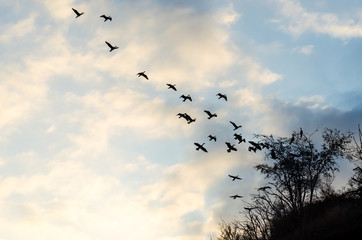 flying flock of birds against the blue sky and clouds
