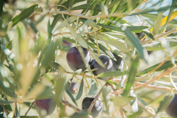 olives on the tree close-up
