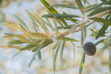 olives on the tree close-up
