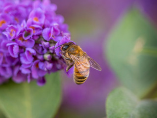 bee on flower