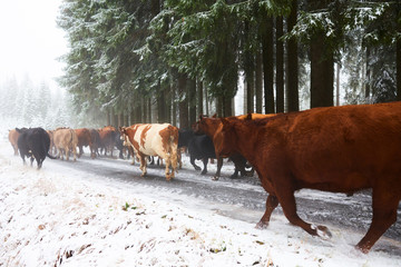Cows running along a forest path in a winter forest