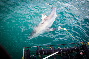 A huge great white shark is being teased with dead tuna's head to come closer to shark cage diving...