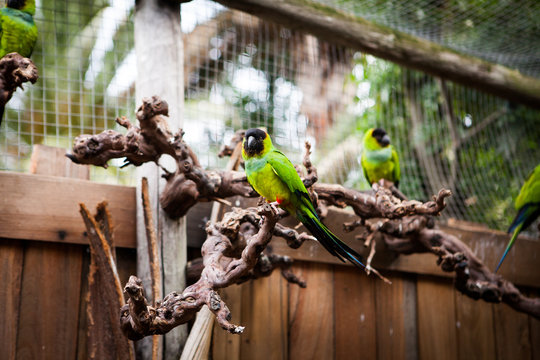 Golden (yellow) collared macaws (Primolius auricollis) in zoo