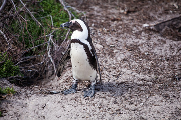 Fototapeta premium Cute little African penguin (Spheniscus demersus) walking towards the sea on a tiny path . Betty's bay, South Africa
