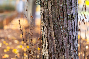 Fototapeta premium The texture of a tree with blured leafs on the background