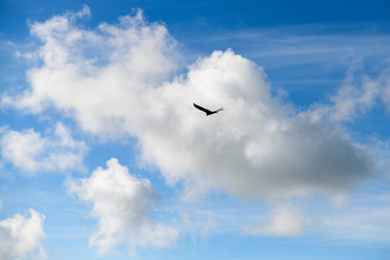 birds against the blue sky