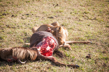 Lioness (Panthera leo) is eating its prey: a gazelle that it just killed. Maasai Mara National...