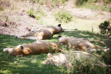 Group of lionesses sleeping after a good hunt in shadow. Maasai Mara National Park, Kenya, Africa