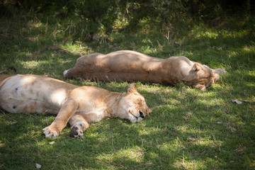 Group of lionesses sleeping after a good hunt in shadow. Maasai Mara National Park, Kenya, Africa