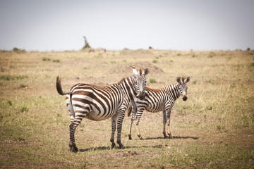 Fototapeta na wymiar Funny zebras (Equus quagga) walking near the road in Maasai Mara National Park, Kenya, Eastern Africa