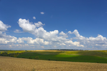 Fototapeta premium field and blue sky