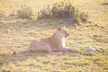 Lioness resting after a good hunt in shadow. Maasai Mara National Park, Kenya, Africa