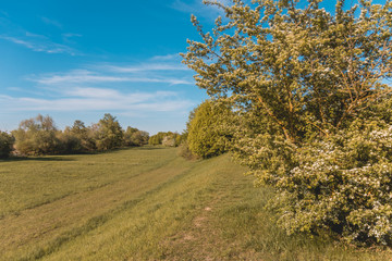 Obraz premium Beautiful view near Straubing - Danube - Bavaria - Germany