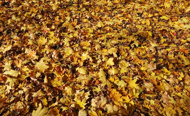 Autumn background of maple leaves lying on the ground outdoors